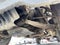 2016 Chevrolet Silverado 2500 HD Work Truck
